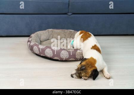 Trauriger, kranker Jack Russell Terrier-Hund, der auf dem Boden mit einer bandagierten Pfote schläft. Stockfoto