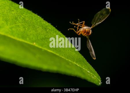 Marmelade hoverfly Episyrphus balteatus in der Nähe von grünem Blatt, Makronaht, Parc Jean-Paul II, Issy-les-Moulineaux, Frankreich. Stockfoto