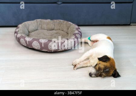 Nahaufnahme eines traurigen kranken Jack Russell Terrier Hundes, der mit einer bandagierten Pfote auf dem Boden schläft. Concept Dog ist zu Hause krank. Augen geschlossen. Stockfoto