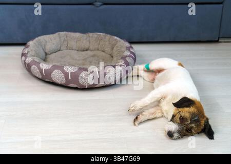 Nahaufnahme eines traurigen kranken Jack Russell Terrier Hundes, der mit einer bandagierten Pfote auf dem Boden liegt. Genesungskonzept und kranke Hunde zu Hause. Stockfoto