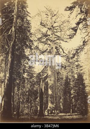 Carleton Watkins (Amerikanisch - Sequoia Gigantea - Grizzly Giant - Mariposa Grove Stockfoto