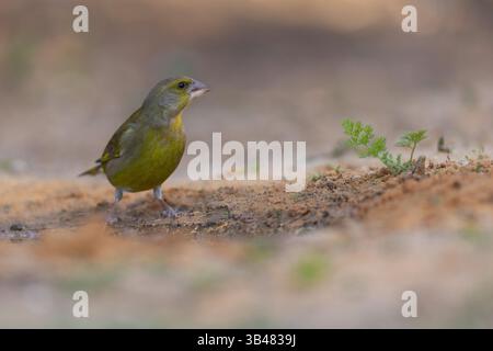 Europäischer Grünfink (Carduelis chloris) ein kleiner Passerinvogel aus der Familie der finken Fringillidae. Fotografiert in der Nähe einer Wasserpfütze in israel in Dece Stockfoto