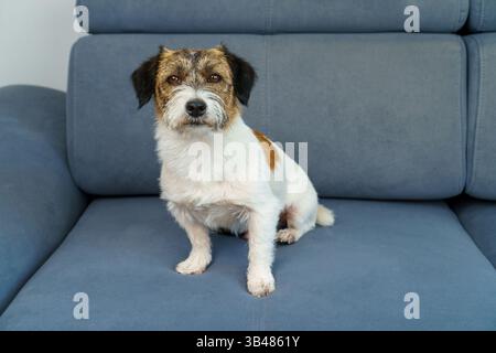 Porträt eines erwachsenen zotteligen Jack Russell Terriers zu Hause auf dem Sofa. Stockfoto