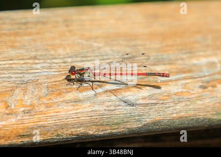 Eine große rote Jungfliege (Pyrrhosoma nymphula), die in der Sonne ruht, England, Großbritannien Stockfoto