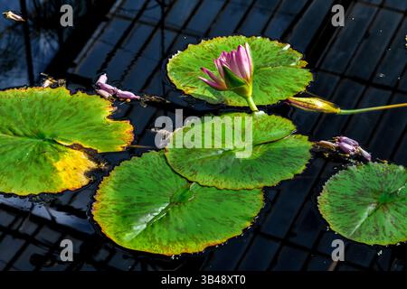 Rosa Lotus im botanischen Garten Stockfoto