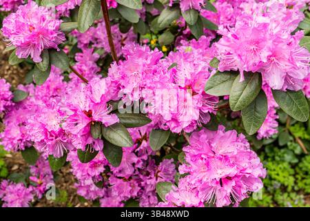 Ein schöner, blühender Rhododendron-Busch. purpurrote zarte Blüten einer blühenden Pflanze. Frühlingshintergrund, abstrakter natürlicher Hintergrund Stockfoto