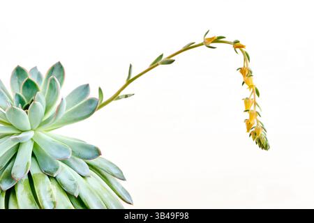 Echeveria pulidonis saftige Pflanze mit gelben Blüten in der Blüte nah oben über hellem Hintergrund. Echeveria pulidonis oder Steinrose blühende Pflanze in Stockfoto