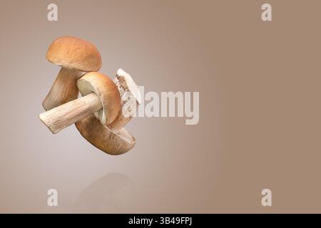 Drei Pilzboletus fliegen in der Luft auf braunem Hintergrund. Ernte von frischem kep. Essen, Design, Herbst. Naturkonzept. Stockfoto