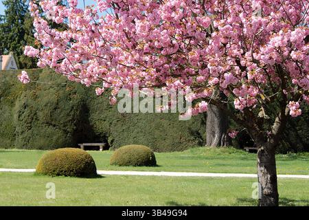 Ein prunus-Baum im Schlosspark Lednice, Tschechische Republik Stockfoto