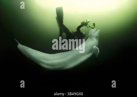 20. Juni 2008 - Kareliya, Arktis, Russland - Beluga (Delphinapterus leucas) mit einem Taucher. Auch bekannt als seekanarienwal oder Weißwal. Arktis, Russland. (Bild: © Andrey Nekrasov / ZUMA Wire/ZUMAPRESS.com) Stockfoto