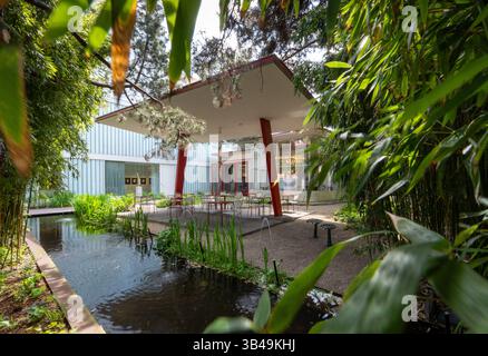 Berlin, Deutschland. April 2025 30. Bambus wächst an der Stelle der historischen Berliner Tankstelle (altes Grosz Museum) in der Bülowstraße in Schöneberg am Rande eines künstlichen Teichs. Die Pace Galerie und die Galerie Judin teilen sich den Raum und planen, das Gebäude offiziell mit einer Gruppenausstellung am 1. Mai 2025 im Rahmen des Gallery Weekend wiederzueröffnen. Quelle: Soeren Stache/dpa/Alamy Live News Stockfoto