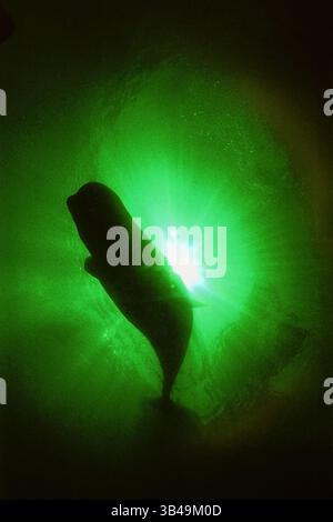 9. Dezember 2009 - Kareliya, Arktis, Russland - Beluga (Delphinapterus leucas). Auch bekannt als seekanarienwal oder Weißwal. Arktis, Russland. (Bild: © Andrey Nekrasov / ZUMA Wire/ZUMAPRESS.com) Stockfoto