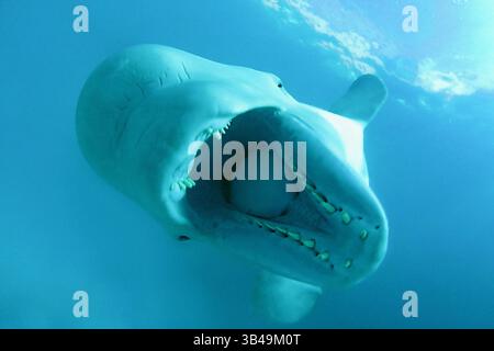 9. Dezember 2009 - Kareliya, Arktis, Russland - Beluga (Delphinapterus leucas). Auch bekannt als seekanarienwal oder Weißwal. Arktis, Russland. (Bild: © Andrey Nekrasov / ZUMA Wire/ZUMAPRESS.com) Stockfoto