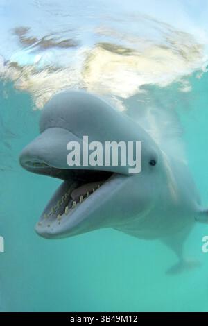 9. Dezember 2009 - Kareliya, Arktis, Russland - Beluga (Delphinapterus leucas). Auch bekannt als seekanarienwal oder Weißwal. Arktis, Russland. (Bild: © Andrey Nekrasov / ZUMA Wire/ZUMAPRESS.com) Stockfoto