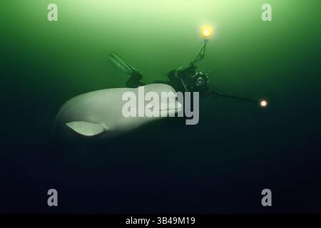 9. Dezember 2009 - Kareliya, Arktis, Russland - Beluga (Delphinapterus leucas) mit einem Taucher. Auch bekannt als seekanarienwal oder Weißwal. Arktis, Russland. (Bild: © Andrey Nekrasov / ZUMA Wire/ZUMAPRESS.com) Stockfoto
