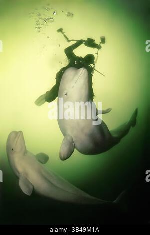 9. Dezember 2009 - Kareliya, Arktis, Russland - Beluga (Delphinapterus leucas) mit einem Taucher. Auch bekannt als seekanarienwal oder Weißwal. Arktis, Russland. (Bild: © Andrey Nekrasov / ZUMA Wire/ZUMAPRESS.com) Stockfoto