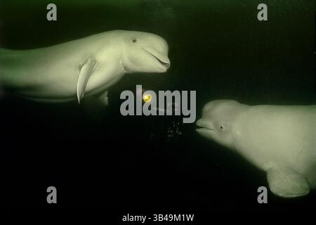 9. Dezember 2009 - Kareliya, Arktis, Russland - Beluga (Delphinapterus leucas) mit einem Taucher. Auch bekannt als seekanarienwal oder Weißwal. Arktis, Russland. (Bild: © Andrey Nekrasov / ZUMA Wire/ZUMAPRESS.com) Stockfoto