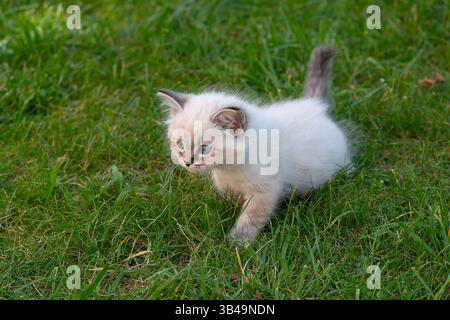 Das Ragdoll-Kätzchen spielt im Sommer das Gras. Haustier Stockfoto
