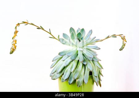 Echeveria pulidonis saftige Pflanze mit gelben Blüten in der Blüte nah oben über hellem Hintergrund. Echeveria pulidonis oder Steinrose blühende Pflanze in Stockfoto