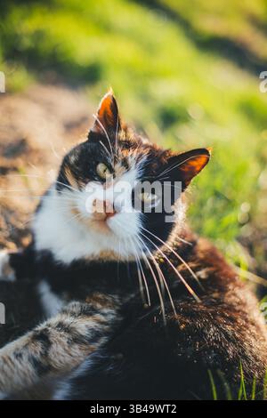Schildpatt-Katze Stockfoto