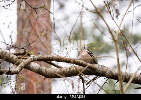 Kaffinchen, Fringilla Coelebs. Der männliche Eurasische Kaffinch sitzt auf einem Ast. Stockfoto