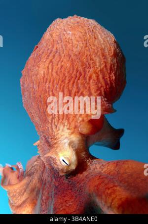 Aug. 2012 - riesiger Pazifischer Krake oder nordpazifischer Riesenkrake, (Enteroctopus dofleini) Japanisches Meer, Fernost, Primorsky-Region, Russische Föderation (Bild: © Andrey Nekrasov/ZUMA Wire/ZUMAPRESS.com) Stockfoto