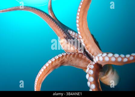 Aug. 2012 - Pazifischer Riesenkreken oder Nordpazifischer Riesenkreken (Enteroctopus dofleini) Japanisches Meer, Fernost, Primorski-Region, Russische Föderation (Bild: © Andrey Nekrasov/ZUMA Wire/ZUMAPRESS.com) Stockfoto