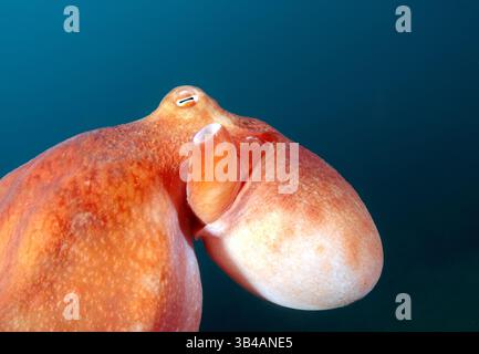 6. August 2012: Riesen-Pazifischer Oktopus oder Nordpazifischer Riesenkreken (Enteroctopus dofleini). Japan Sea, Fernost, Region Primorsky, Russische Föderation (Bild: © Andrey Nekrasov/ZUMA Wire/ZUMAPRESS.com) Stockfoto