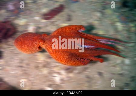 Aug. 2012 - Pazifischer Riesenkreken oder Nordpazifischer Riesenkreken (Enteroctopus dofleini) Japanisches Meer, Fernost, Primorski-Region, Russische Föderation (Bild: © Andrey Nekrasov/ZUMA Wire/ZUMAPRESS.com) Stockfoto