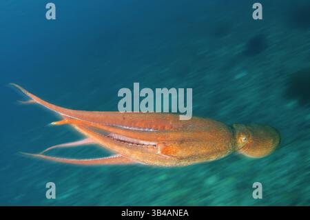Aug. 2012 - Pazifischer Riesenkreken oder Nordpazifischer Riesenkreken (Enteroctopus dofleini) Japanisches Meer, Fernost, Primorski-Region, Russische Föderation (Bild: © Andrey Nekrasov/ZUMA Wire/ZUMAPRESS.com) Stockfoto