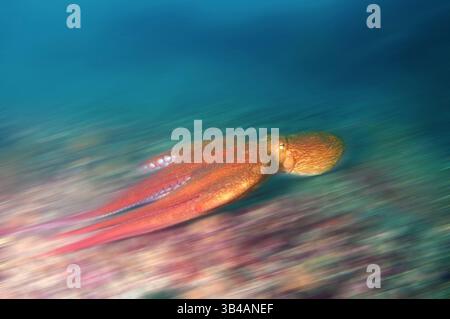 Aug. 2012 - Pazifischer Riesenkreken oder Nordpazifischer Riesenkreken (Enteroctopus dofleini) Japanisches Meer, Fernost, Primorski-Region, Russische Föderation (Bild: © Andrey Nekrasov/ZUMA Wire/ZUMAPRESS.com) Stockfoto