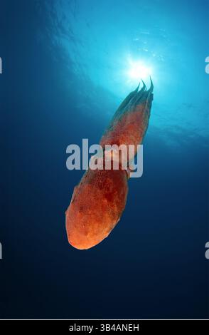 August 2012 - riesiger Pazifischer Krake oder nordpazifischer Riesenkrake, (Enteroctopus dofleini) Japanisches Meer, Fernost, Primorsky-Region, Russische Föderation (Bild: © Andrey Nekrasov/ZUMA Wire/ZUMAPRESS.com) Stockfoto