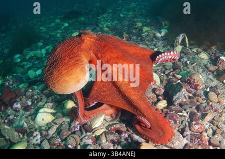 Aug. 2012 - Pazifischer Riesenkreken oder Nordpazifischer Riesenkreken (Enteroctopus dofleini) Japanisches Meer, Fernost, Primorski-Region, Russische Föderation (Bild: © Andrey Nekrasov/ZUMA Wire/ZUMAPRESS.com) Stockfoto