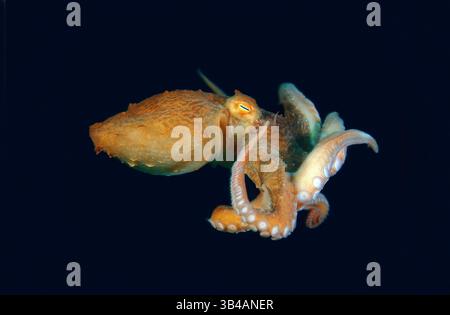 8. August 2012: Riesen-Pazifischer Oktopus oder Nordpazifischer Riesenkreken (Enteroctopus dofleini). Japan Sea, Fernost, Region Primorsky, Russische Föderation (Bild: © Andrey Nekrasov/ZUMA Wire/ZUMAPRESS.com) Stockfoto