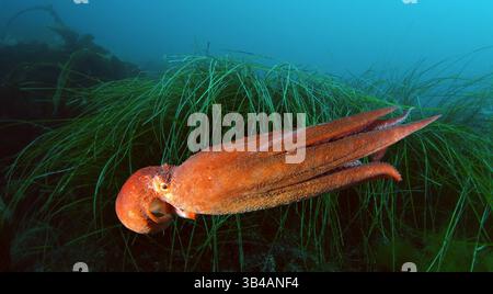 Aug. 2012 - riesiger Pazifischer Krake oder nordpazifischer Riesenkrake (Enteroctopus dofleini) Japanisches Meer, Fernost, Primorski-Region, Russische Föderation (Bild: © Andrey Nekrasov/ZUMA Wire/ZUMAPRESS.com) Stockfoto
