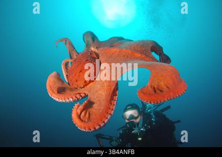 7. August 2012: Riesen-Pazifischer Oktopus oder Nordpazifischer Riesenkreken (Enteroctopus dofleini). Japan Sea, Fernost, Region Primorsky, Russische Föderation (Bild: © Andrey Nekrasov/ZUMA Wire/ZUMAPRESS.com) Stockfoto