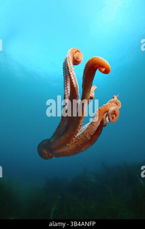 10. August 2012: Riesiger Pazifischer Krake oder nordpazifischer Riesenkrake (Enteroctopus dofleini) Japanisches Meer, Fernost, Primorski-Region, Russische Föderation. (Foto: © Andrey Nekrasov/ZUMA Wire/ZUMAPRESS.com) Stockfoto