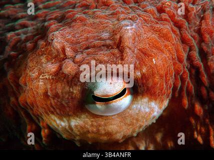 August 2012 - Pazifischer Riesen-Krake oder Nordpazifischer Riesen-Krake (Enteroctopus dofleini) Japanisches Meer, Fernost, Primorski-Region, Russische Föderation (Bild: © Andrey Nekrasov/ZUMA Wire/ZUMAPRESS.com) Stockfoto