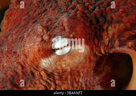 8. August 2012: Riesen-Pazifischer Oktopus oder Nordpazifischer Riesenkreken (Enteroctopus dofleini). Japan Sea, Fernost, Region Primorsky, Russische Föderation (Bild: © Andrey Nekrasov/ZUMA Wire/ZUMAPRESS.com) Stockfoto