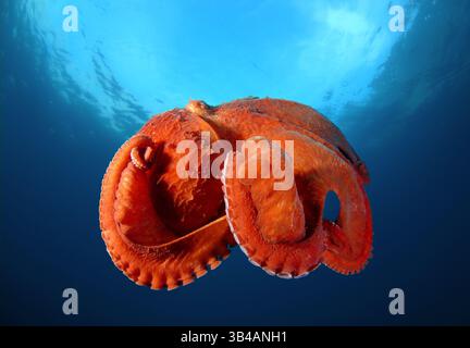 Aug. 2012 - riesiger Pazifischer Krake oder nordpazifischer Riesenkrake (Enteroctopus dofleini) Japanisches Meer, Fernost, Primorski-Region, Russische Föderation (Bild: © Andrey Nekrasov/ZUMA Wire/ZUMAPRESS.com) Stockfoto