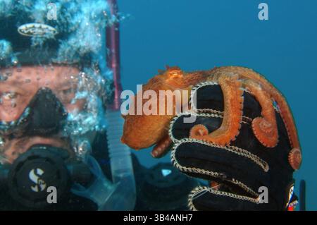 8. August 2012: Riesen-Pazifischer Oktopus oder Nordpazifischer Riesenkreken (Enteroctopus dofleini). Japan Sea, Fernost, Region Primorsky, Russische Föderation (Bild: © Andrey Nekrasov/ZUMA Wire/ZUMAPRESS.com) Stockfoto