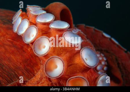 8. August 2012: Riesen-Pazifischer Oktopus oder Nordpazifischer Riesenkreken (Enteroctopus dofleini). Japan Sea, Fernost, Region Primorsky, Russische Föderation (Bild: © Andrey Nekrasov/ZUMA Wire/ZUMAPRESS.com) Stockfoto