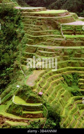Oktober 2014 - Philippinen - Reisterrassen Trail. Blickpunkt. Banaue. Zentrale Kordillera. Luzon. Philippinen. Banaue (oder auch Banawe) ist eine Gemeinde der vierten Klasse in der Provinz Ifugao auf den Philippinen. Laut der Volkszählung von 2010 hat sie 22.365 Einwohner und ist weithin bekannt als Stätte des UNESCO-Weltkulturerbes, der Batad-Reisterrassen und der Bangaan-Reisterrassen. Die Ifugao-Reisterrassen beginnen am Fuße der Bergkette und erstrecken sich mehrere tausend Meter nach oben. Zwei der Terra Stockfoto