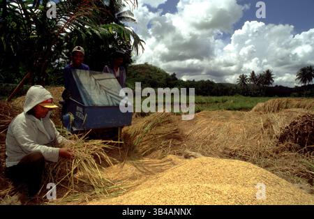 Oktober 2014 - Philippinen - Prozess der Trennung von Reiskörnern. Bohol. Die Visayas. Philippinen. Traditionelle Ernte und Dreschen von Reis, Bohol, Insel, Philippinen. Der Ursprung des Reises (Bohol). Es gab eine Zeit, vor vielen, vielen Jahren, als Reis unserem Volk nicht bekannt war. Zu dieser Zeit lebten unsere Vorfahren von Obst, Gemüse, Vögeln und wilden Tieren, die sie bei der Jagd in den Bergen oder in den Wäldern gefangen hatten. Die Bodenbearbeitung war noch unbekannt. Und Geflügel und Schweine waren noch nicht Teil ihrer Lebensweise. Denn unsere Leute waren abhängig von der Nahrung, die die Natur zur Verfügung stellte und nicht von dem, was sie zu bieten hatten Stockfoto