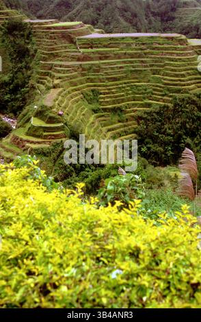 Oktober 2014 - Philippinen - Reisterrassen Trail. Blickpunkt. Banaue. Zentrale Kordillera. Luzon. Philippinen. Banaue (oder auch Banawe) ist eine Gemeinde der vierten Klasse in der Provinz Ifugao auf den Philippinen. Laut der Volkszählung von 2010 hat sie 22.365 Einwohner und ist weithin bekannt als Stätte des UNESCO-Weltkulturerbes, der Batad-Reisterrassen und der Bangaan-Reisterrassen. Die Ifugao-Reisterrassen beginnen am Fuße der Bergkette und erstrecken sich mehrere tausend Meter nach oben. Zwei der Terra Stockfoto