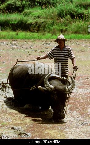 Oktober 2014 - Philippinen - Farmer, der mit einem Ochsen arbeitet. Reisfelder. Sagada. Zentrale Kordillera. Luzon. Philippinen. Von Banaue können Sie weiter nach Sagada (mit Jeepney) oder nach Batad (mit Wanderungen) fahren. Beide Orte bieten nicht nur Reisterrassen, sondern auch Wasserfälle, Höhlen und vieles mehr. Obwohl Sagada bereits eine Internetverbindung und warmes fließendes Wasser erworben hat, ist Batad immer noch ein Ort, an dem man etwas Zeit von allem braucht. Sagada hat auch eine Reihe von Deinty cafÃ und Restaurants, und Sie werden in der Lage sein, das Kopi Alamid, der lokale Name für Kopi Luwak, zu probieren. Stockfoto