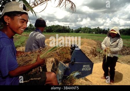 Oktober 2014 - Philippinen - Prozess der Trennung von Reiskörnern. Bohol. Die Visayas. Philippinen. Traditionelle Ernte und Dreschen von Reis, Bohol, Insel, Philippinen. Der Ursprung des Reises (Bohol). Es gab eine Zeit, vor vielen, vielen Jahren, als Reis unserem Volk nicht bekannt war. Zu dieser Zeit lebten unsere Vorfahren von Obst, Gemüse, Vögeln und wilden Tieren, die sie bei der Jagd in den Bergen oder in den Wäldern gefangen hatten. Die Bodenbearbeitung war noch unbekannt. Und Geflügel und Schweine waren noch nicht Teil ihrer Lebensweise. Denn unsere Leute waren abhängig von der Nahrung, die die Natur zur Verfügung stellte und nicht von dem, was sie zu bieten hatten Stockfoto