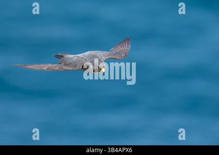Wanderfalke im Flug auf blauem Hintergrund Stockfoto