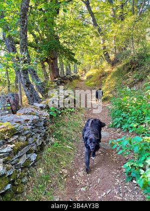 Zwei schwarze Hunde, die auf einem Weg laufen. La Hiruela, Provinz Madrid, Spanien. Stockfoto