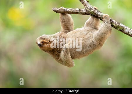 Bradypus variegatus (Bradypus variegatus) ist eine Art von Dreizehenfaultieren, die im neotropischen Reich Mittel- und Südamerikas vorkommt. Stockfoto